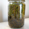 Genkimyao's cooksnap of when they made しその実のお醤油漬け.