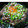 iris1002's cooksnap of when they made 簡単！　鯵のなめろう丼、イサキでもＯＫ！.