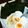 ローカーボパラダイス's cooksnap of when they made 簡単！糖質オフ！炊飯器で豚マヨまんま.