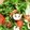 カフェ店員M子's cooksnap of when they made エンダイブとキノコのマリネサラダ.