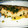かぎまんま's cooksnap of when they made 簡単♡鮭のムニエル（ねぎバター醤油）.