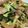 クックDQA8NP☆'s cooksnap of when they made 豚バラと小松菜のスタミナ炒め.