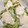 けむくじゃらいぬ's cooksnap of when they made 蕪のマヨネーズ和え.