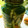 クックA82W7I☆'s cooksnap of when they made 無添加！安心！やさしい味！和風ピクルス！.