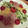 めりっくす's cooksnap of when they made 中華風ごま和えのタレで★冷やし中華.