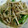 kazukyua's cooksnap of when they made しし唐とシメジの炒め物.