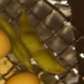 ma___111's cooksnap of when they made 燻製枝豆.