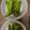 クックOBSDVC☆'s cooksnap of when they made なぜか絶賛される　ししとうの甘辛♪.