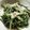 recoreco's cooksnap of when they made 大好物！さつま芋の茎のきんぴら.