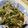 みじゅ１２７'s cooksnap of when they made ほうれん草としめじのツナサラダ.