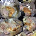 かるめ焼's cooksnap of when they made 超簡単なのにメイン！鮭のマヨチーズ焼き.