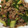 テン＠cactus's cooksnap of when they made 豚と胡瓜の梅炒め.