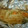 1mrn's cooksnap of when they made 簡単☆鮭のごま味噌マヨホイル焼き☆.