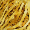 Ayuko31's cooksnap of when they made りんごとさつまいもの簡単パイ♪.