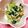 hiyo☆☆'s cooksnap of when they made 味付けは塩麹だけ!!小松菜の納豆和え.