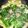 クックN49DWH☆'s cooksnap of when they made ＊鶏団子と白菜の美味しいお鍋＊.