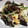 amine1205's cooksnap of when they made 生きくらげの炒め物.