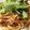 MYCO１１２'s cooksnap of when they made ツナと水菜の和風スパゲティ.
