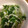 hinatabox's cooksnap of when they made 大根農家の作り置き万能大根サラダ！.