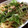 ksm　＊＊'s cooksnap of when they made 簡単★★塩昆布と水菜の和風ツナパスタ♪.