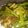 ふみたろう～'s cooksnap of when they made 小松菜とじゃがいものカレー炒め.