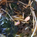 07moe's cooksnap of when they made 簡単☆もやしと卵の中華スープ.