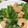 ＊ずみちゃん＊'s cooksnap of when they made 四角豆と海老のマヨ炒め.