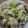 katu_yoshi's cooksnap of when they made 白菜の塩昆布合え.