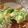 クックCKR7I1☆'s cooksnap of when they made プレミアムなサラダ☆スダチドレッシング.