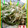 姉枯山's cooksnap of when they made 水菜とツナのマヨネーズ和え.
