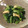 星月母さん's cooksnap of when they made 小松菜とうす揚げの煮浸し.