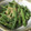 ｼｮｺﾗmode's cooksnap of when they made いんげん豆の胡麻和え.