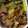こたつねこくん's cooksnap of when they made 焼き肉のたれで簡単☆小間肉・野菜炒め.