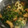 クックS61CQL☆'s cooksnap of when they made 節約!!かぶの葉炒め.