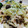 クックQWCE9B☆'s cooksnap of when they made 鮭としめじのクリーム煮.