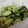 クックCMX6ND☆'s cooksnap of when they made 塩昆布で☆きゅうりとキャベツの浅漬.