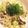 mihonakari's cooksnap of when they made 春キャベツと豚肉の味ぽんパスタ.