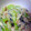 ぺぱー's cooksnap of when they made 青梗菜のツナマヨ和え♬.
