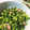 y_january's cooksnap of when they made 簡単おいしい。大根の葉ふりかけ。.