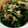 ☆♡Ｔ♡☆'s cooksnap of when they made わさび菜とツナ缶の和え物.