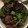 power７'s cooksnap of when they made 【15分】砂肝とシメジのパクチー炒め.