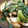 クックIH581Y☆'s cooksnap of when they made ぬた和え.