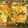 クックmimi☆'s cooksnap of when they made 簡単！鮭の紅葉焼き.