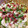 take3327's cooksnap of when they made みょうが✿鯵の干物でちらし寿司.