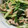 kokakokko's cooksnap of when they made 水菜と豚肉の簡単炒め.