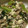 クックNTF3XW☆'s cooksnap of when they made 簡単！小松菜とシーチキンの塩こんぶ和え.