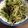 クックR5IYW6☆'s cooksnap of when they made カイワレと昆布のおつまみ.