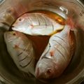 わぞう's cooksnap of when they made 鯛の煮付け.