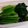 みどろ★'s cooksnap of when they made 葉野菜の簡単なゆで方.