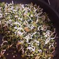 nonoue's cooksnap of when they made 塩とごま油で＊かぶの葉ふりかけ.